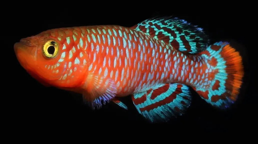 Blue notho swimming against a dark background