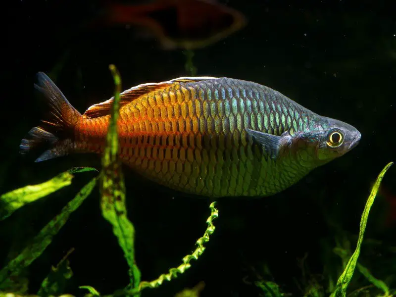 Boesemani rainbowfish swimming in a dark tank