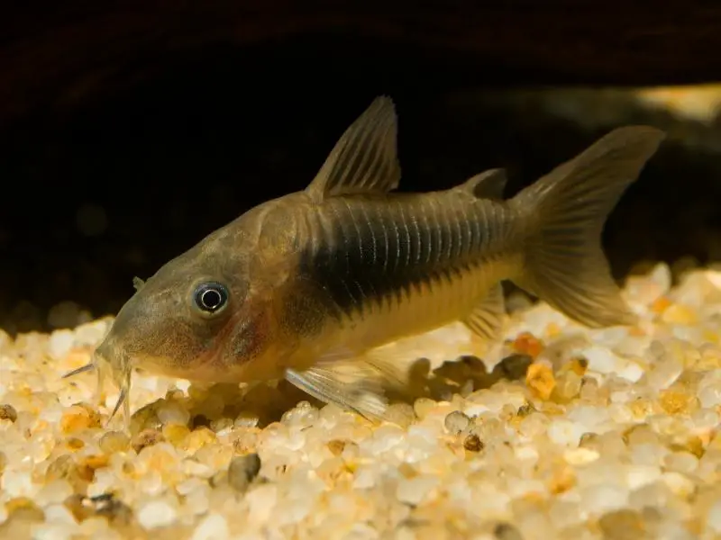 Bronze cory resting near pebble substrate