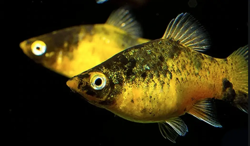 A pair of bumblebee platy fish swimming close up against a dark background