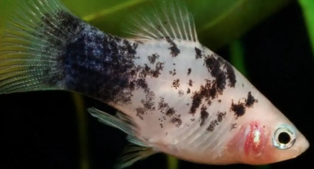 Calico platy fish swimming close up