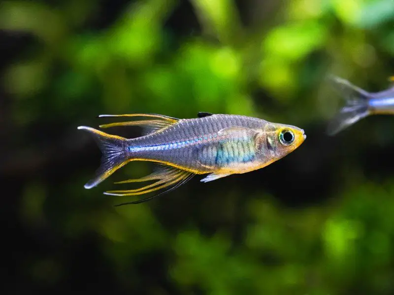 Celebes rainbowfish swimming close up