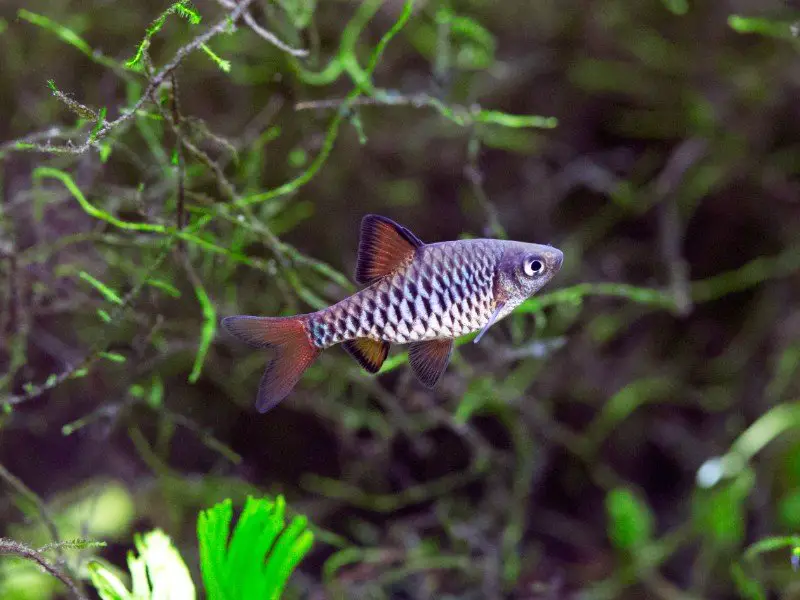 Checker barb swimming in a planted tank