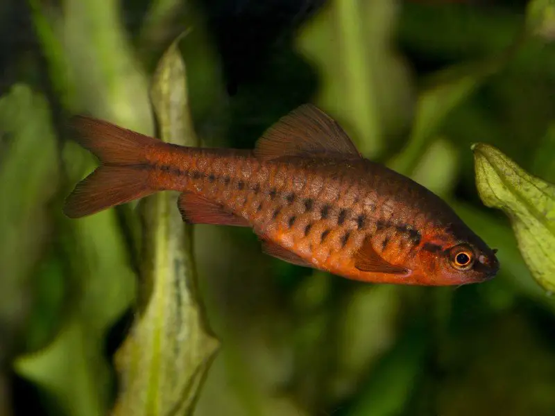 Cherry barb swimming in a dark tank