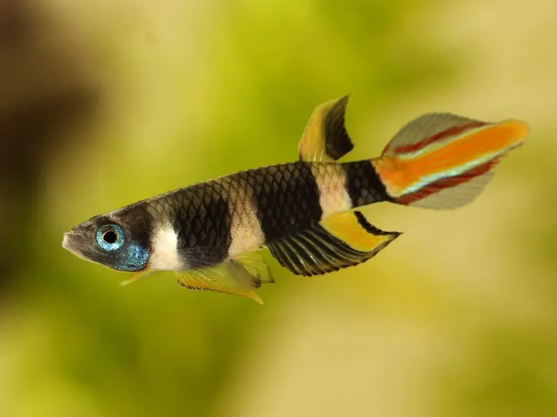 Clown killifish swimming close up