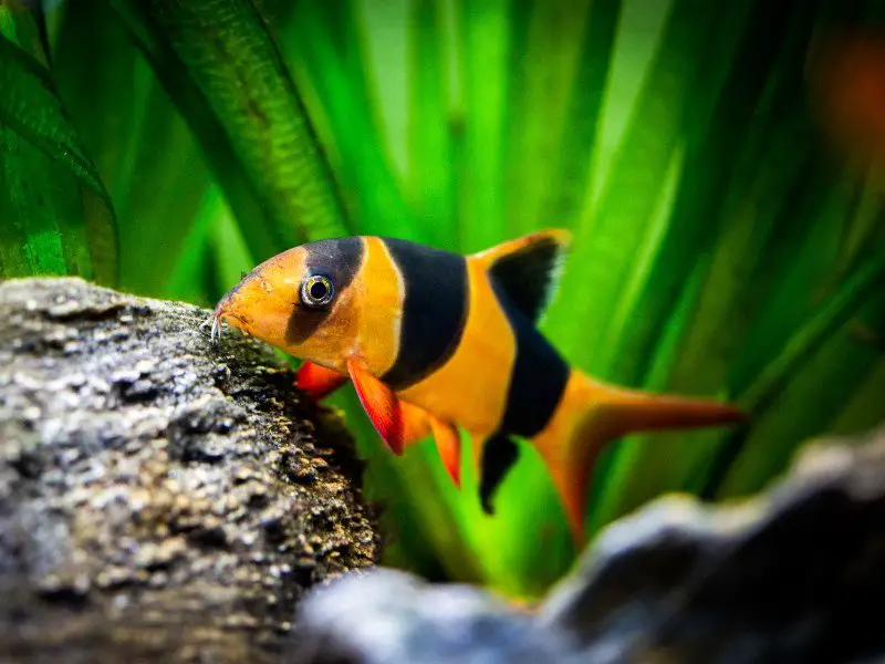Clown loach exploring a decorated tank