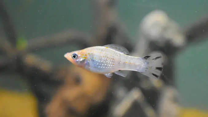 Common molly swimming in a decorated tank