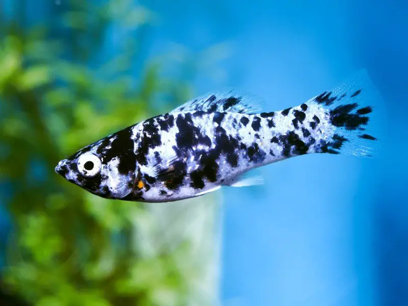 Dalmatian molly fish swimming in a planted tank