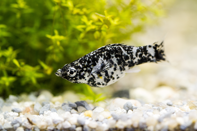 Dalmatian lyretail molly fish swimming in decorated tank