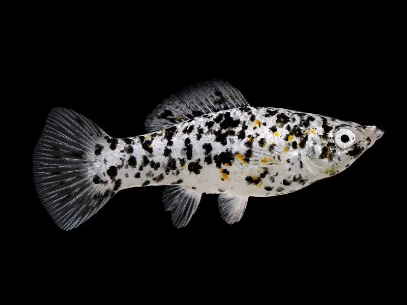 Dalmatian platy swimming against a black background