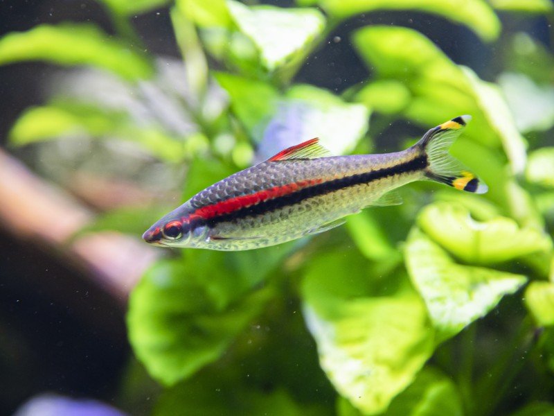 Denison barb swimming in a planted tank
