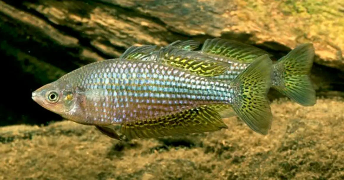 Pair of desert rainbowfish swimming in front of rocks