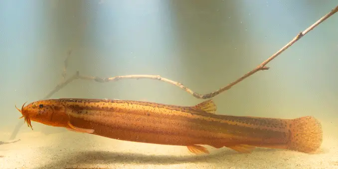 Dojo loach resting near the substrate