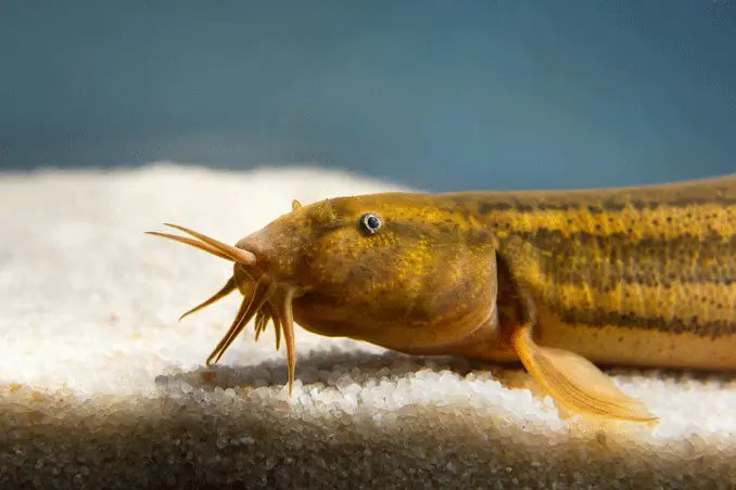 Dojo loach close up