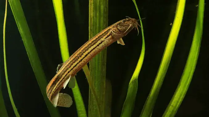 Dojo clearance loach care
