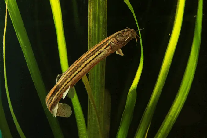 Dojo loach swimming in a planted tank