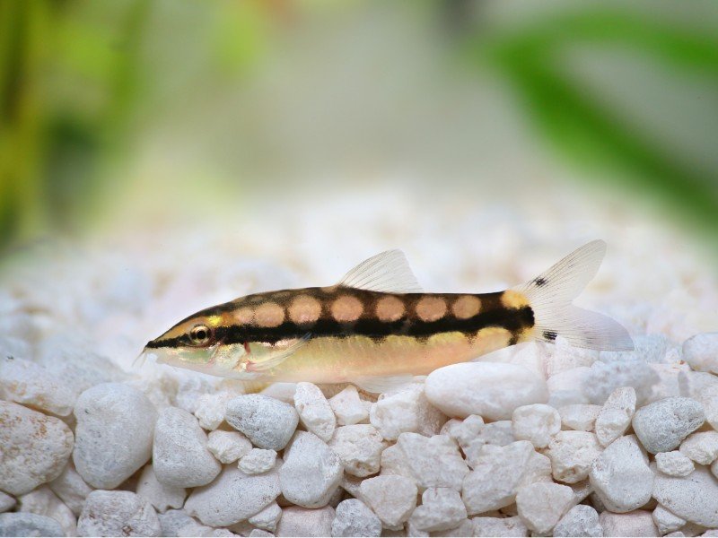 Dwarf chain loach resting on rocky substrate