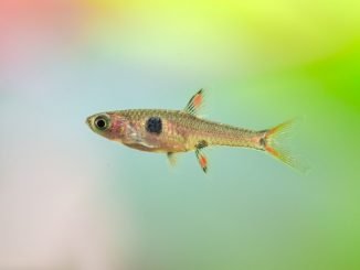 Dwarf Rasbora