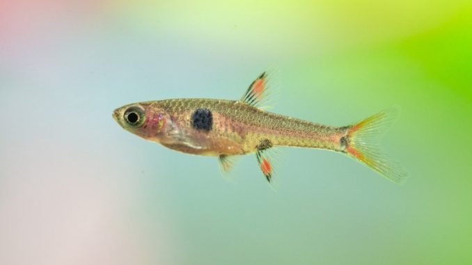 Dwarf Rasbora