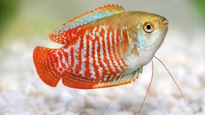 dwarf Gourami