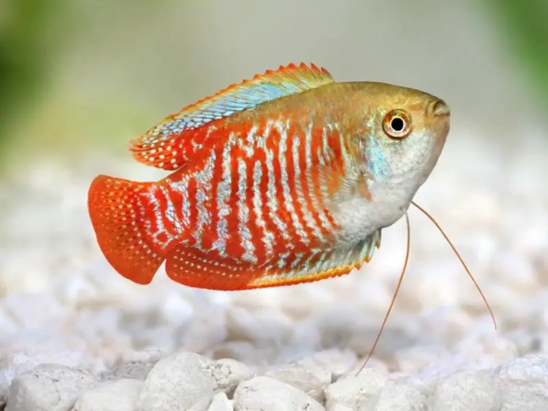 Dwarf gourami swimming above white gravel substrate