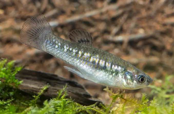 Dwarf molly fish swimming near bottom of decorated tank