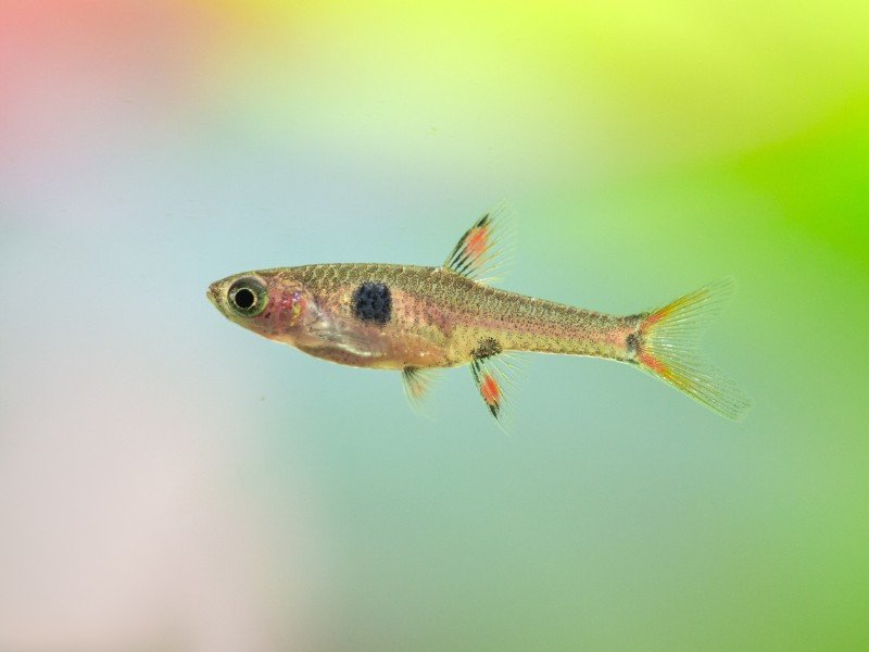 Dwarf rasbora close up against a colorful background