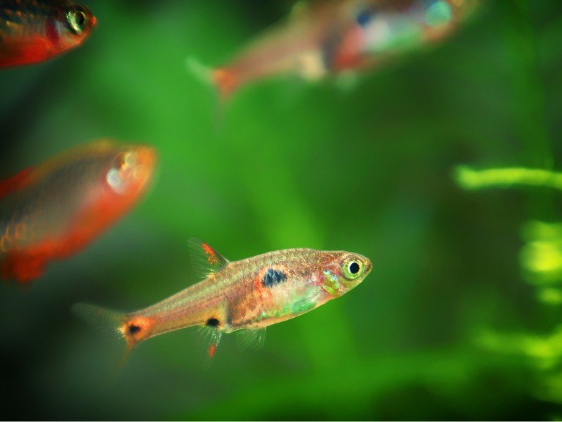 A school of dwarf rasboras in a planted tank