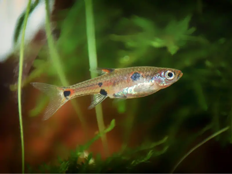 Dwarf rasbora swimming amongst aquarium plants