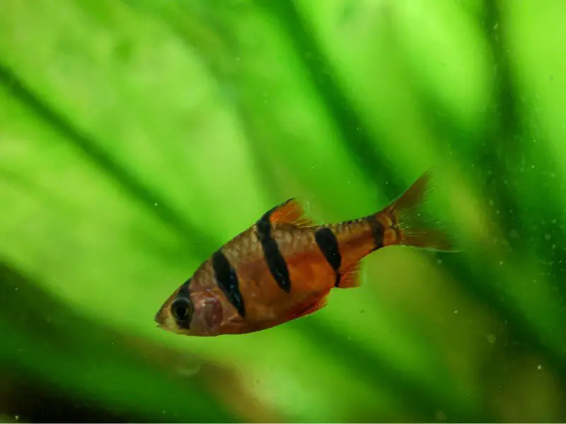 Five-banded barb swimming in front of aquarium plants
