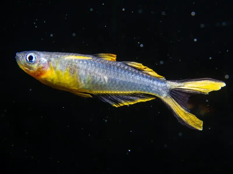 Forktail rainbowfish swimming in a dark tank