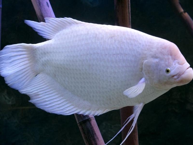 Giant gourami close up