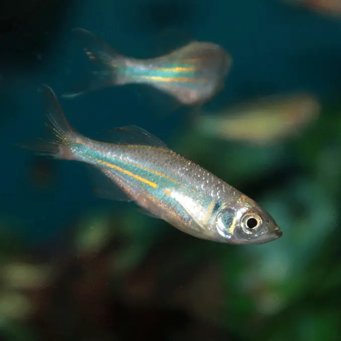 A giant danio close up.