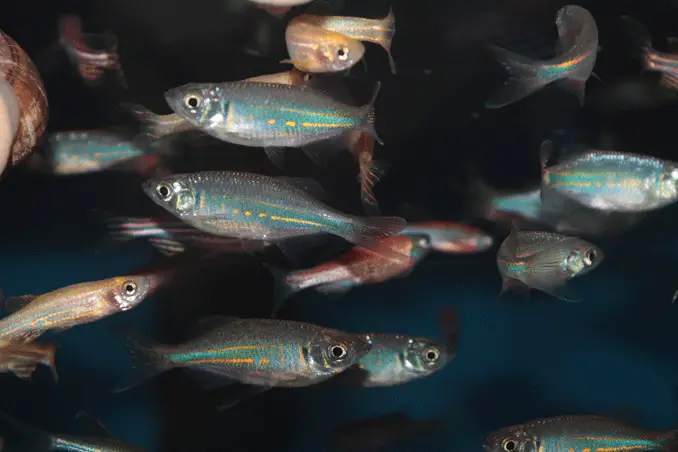 A school of giant danios with tankmates.