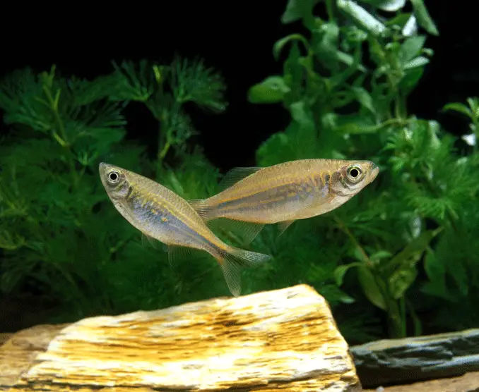 A pair of giant danios swimming in a planted tank.