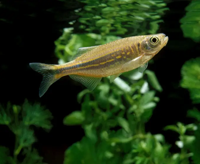 A giant danio in a planted tank.