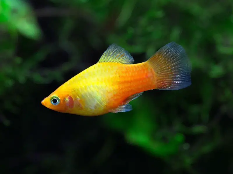 Gold red platy fish swimming in a planted tank
