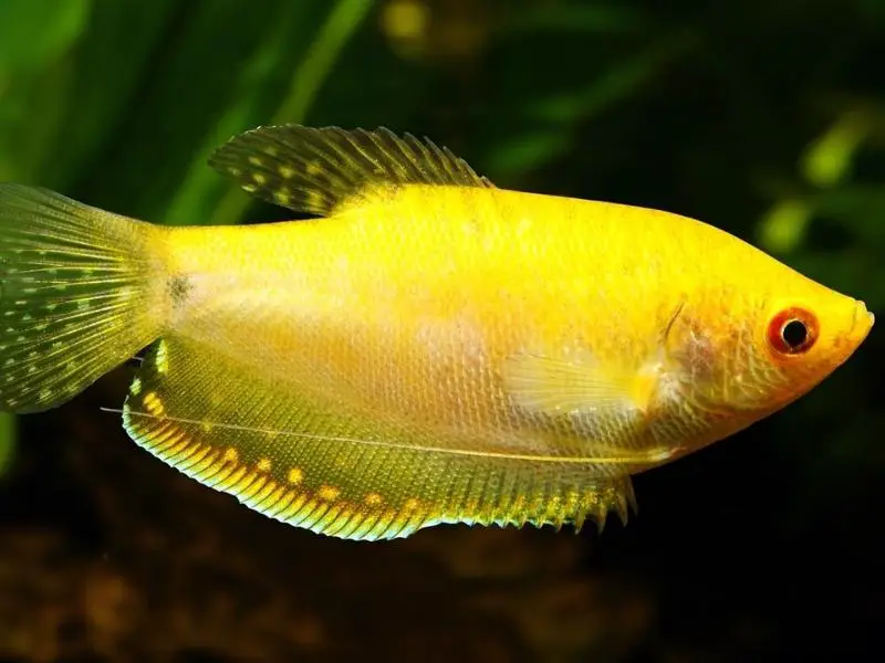 Gold gourami swimming close up