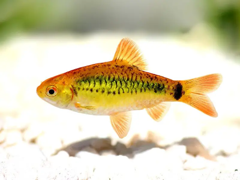 Gold barb swimming above white substrate