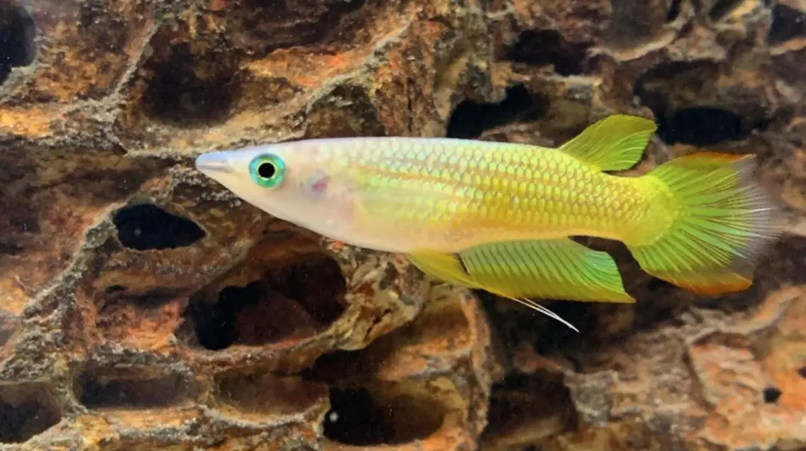 Golden wonder panchax swimming near decorated rocks