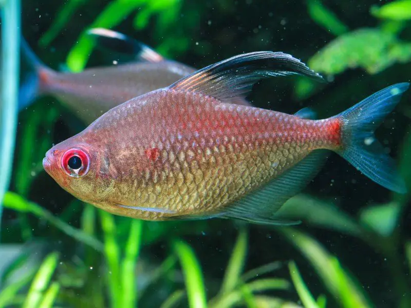 Green stripe barb swimming in a planted tank