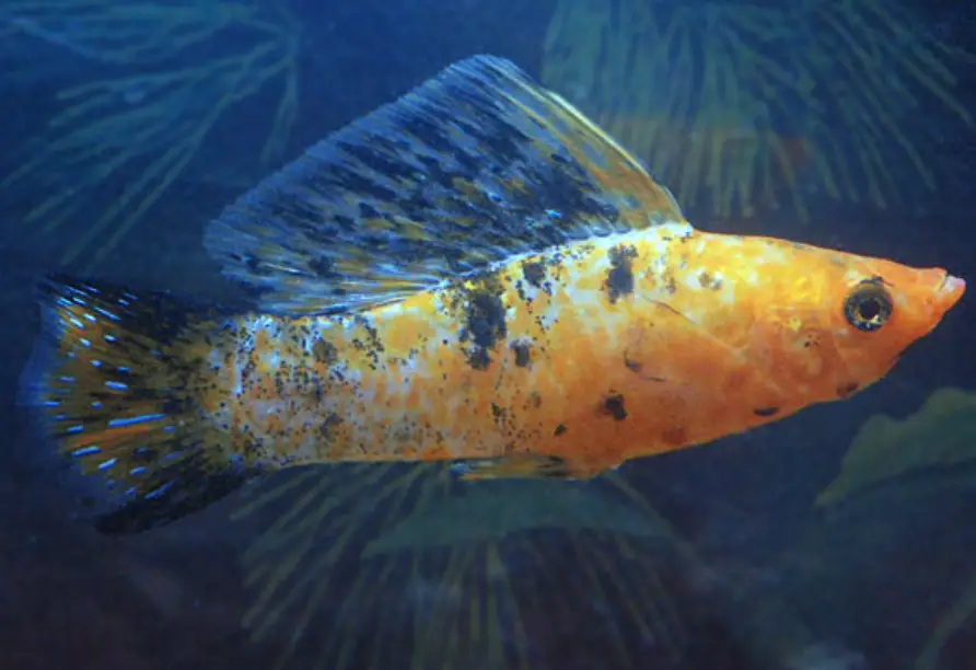 Harlequin sailfin molly fish swimming in a dark tank