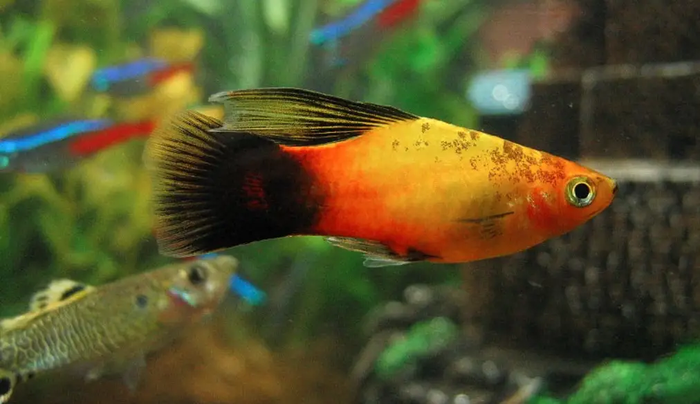 Hifin platy fish swimming in a decorated tank