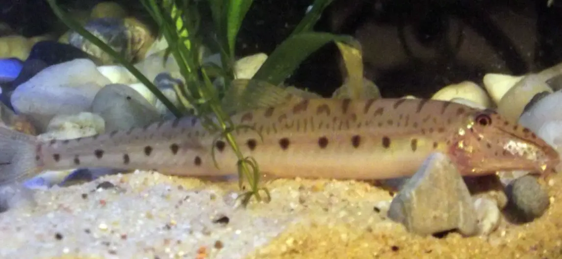 Horsehead loach resting on sandy substrate