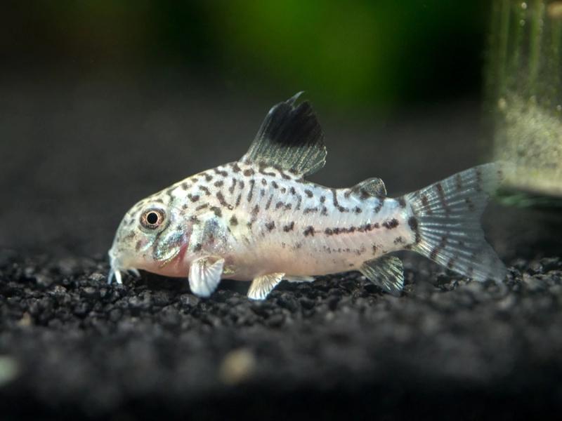 Julii cory swimming near black substrate