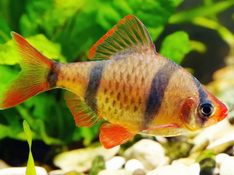 Khavli barb swimming in a planted tank