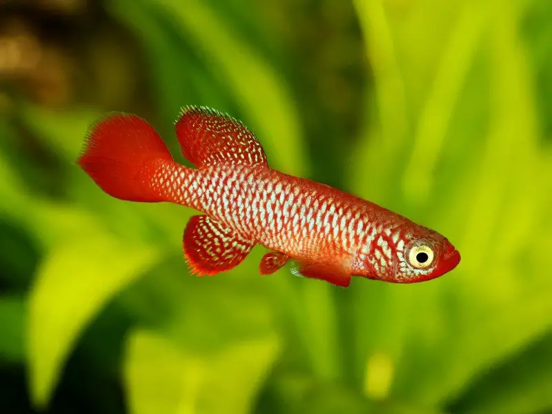 Kisaki killifish swimming in a planted tank