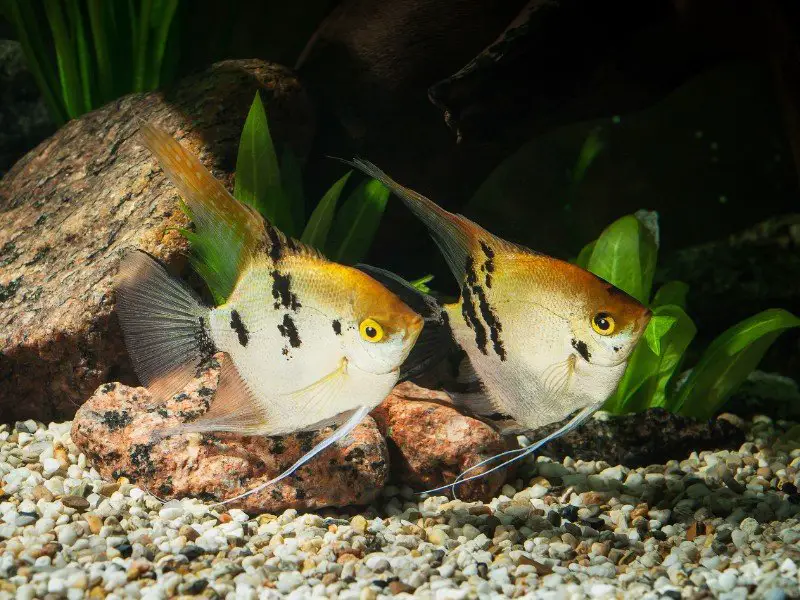 Pair of koi angelfish swimming near rocky substrate