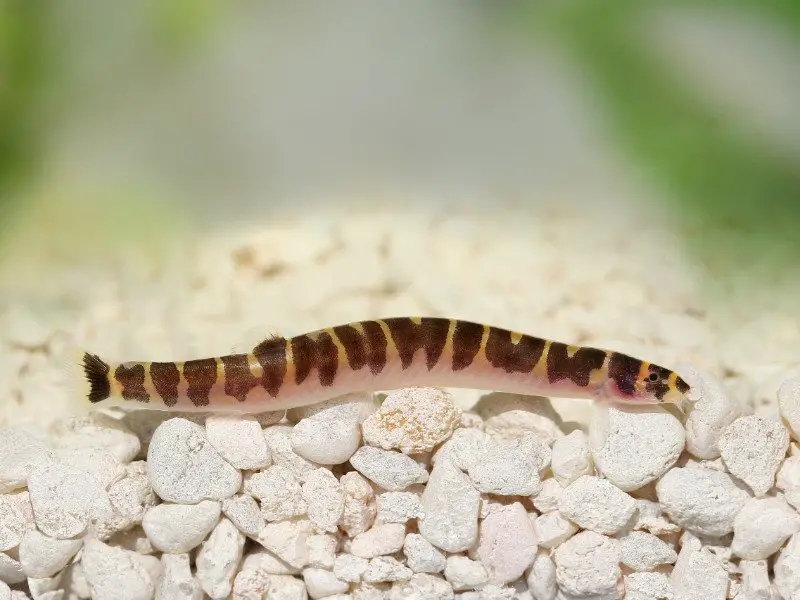 Kuhli loach resting above rocky substrate