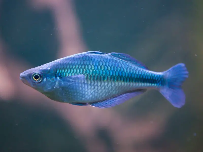 Lake Kutubu rainbowfish swimming close up